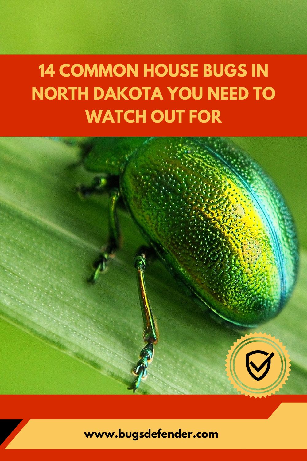 14 Common House Bugs In North Dakota You Need To Watch Out For pin2