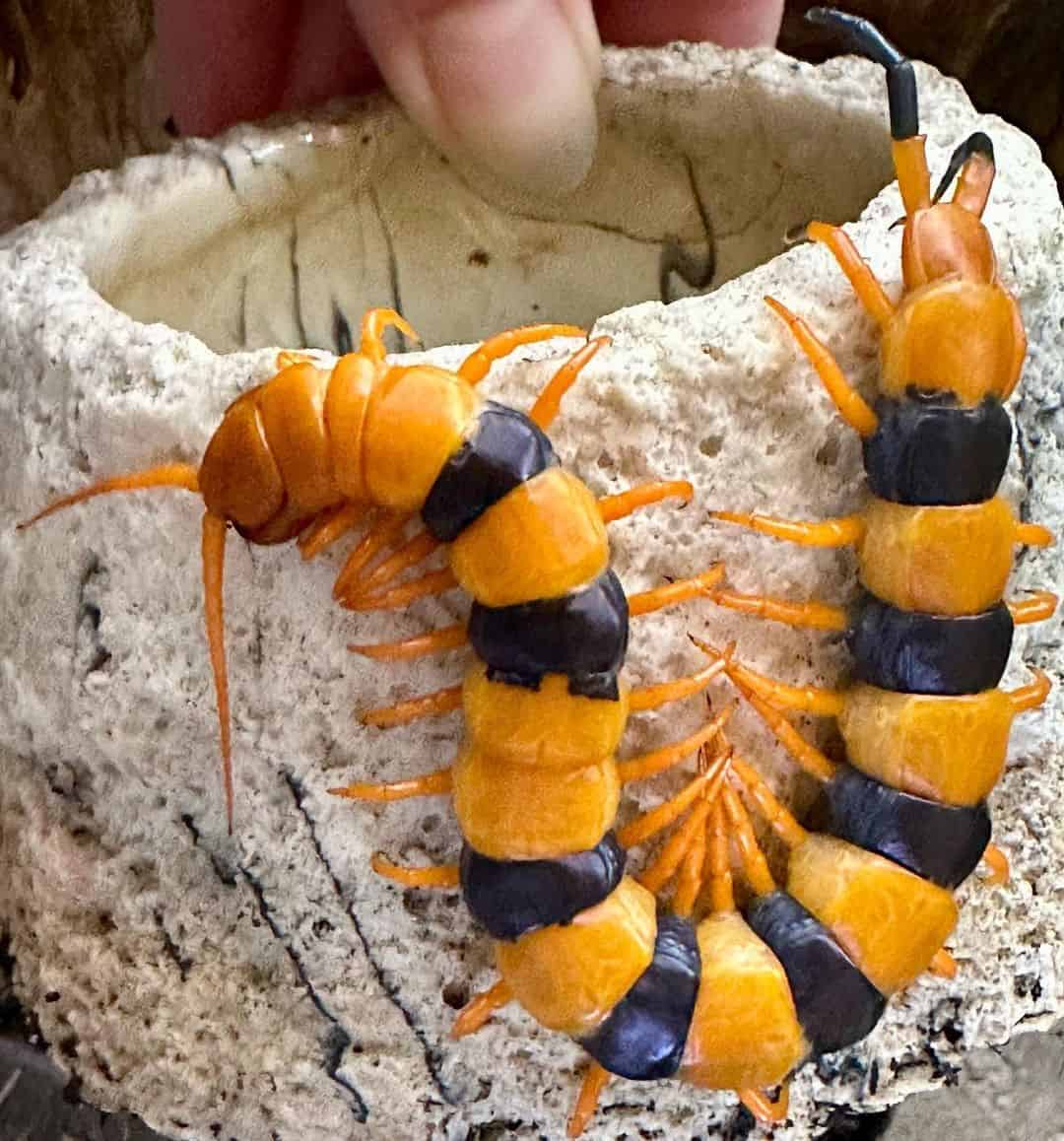 6 Additional Ways to Deter Centipedes from Your Homestead 1