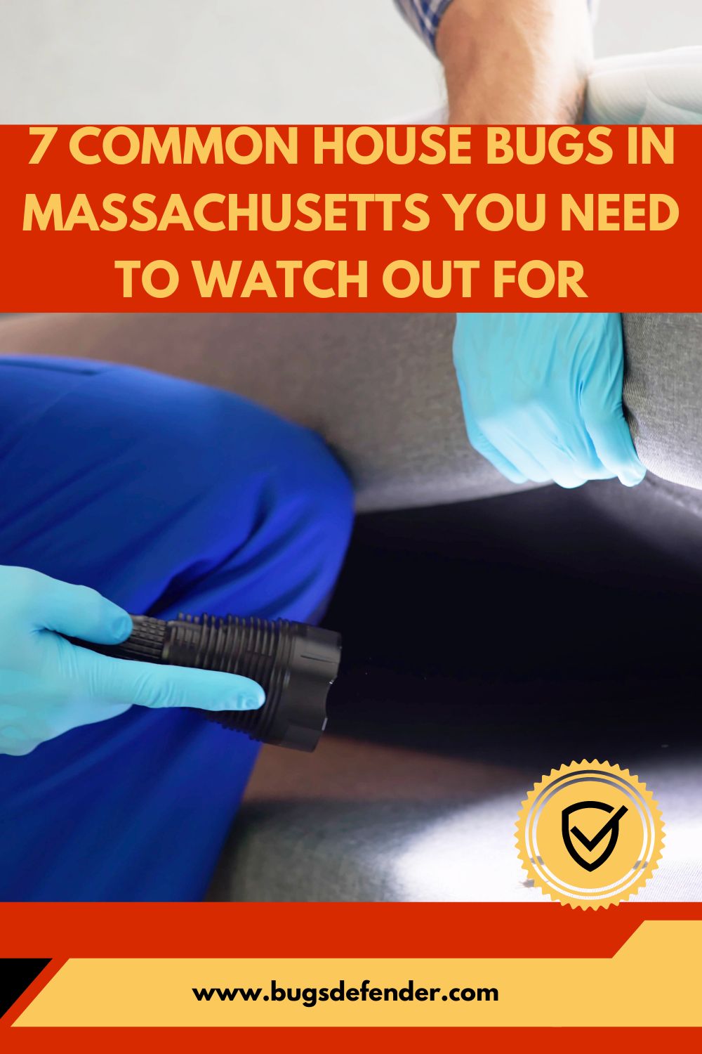 7 Common House Bugs In Massachusetts You Need To Watch Out For pin 1