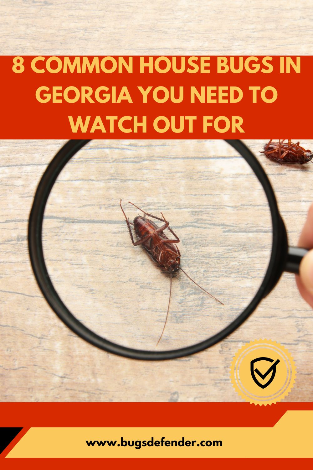 8 Common House Bugs In Georgia You Need To Watch Out For pin 2