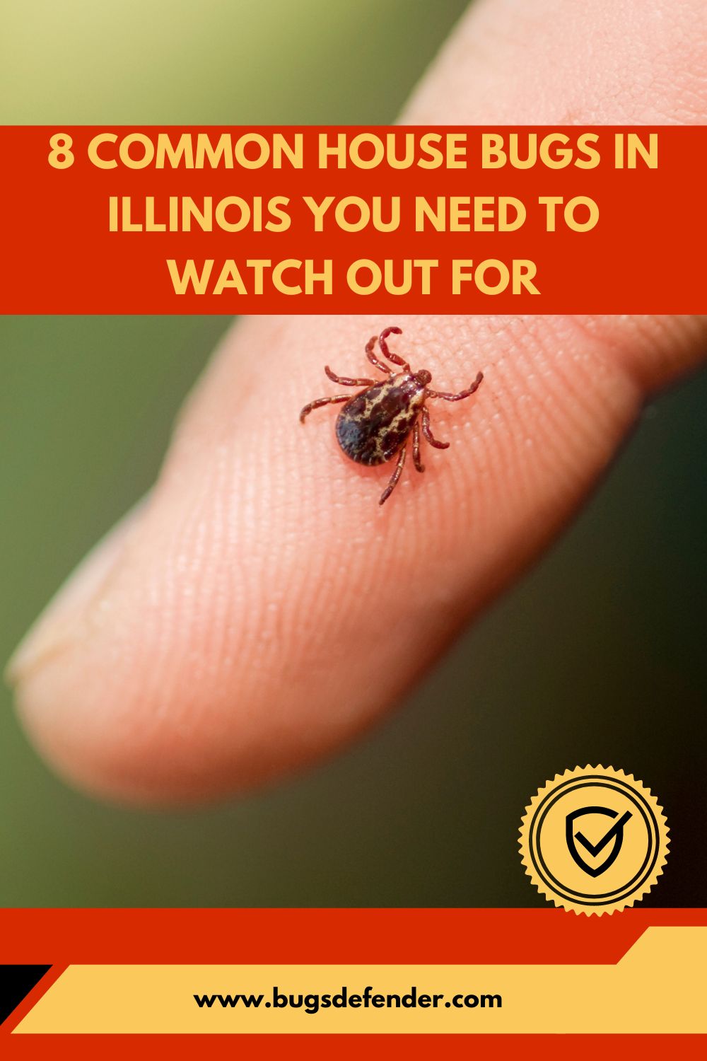 8 Common House Bugs In Illinois You Need To Watch Out For pin1