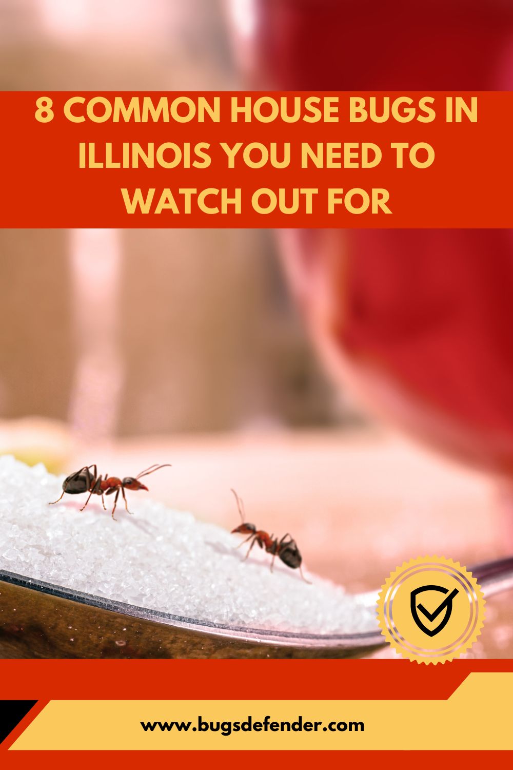 8 Common House Bugs In Illinois You Need To Watch Out For pin2