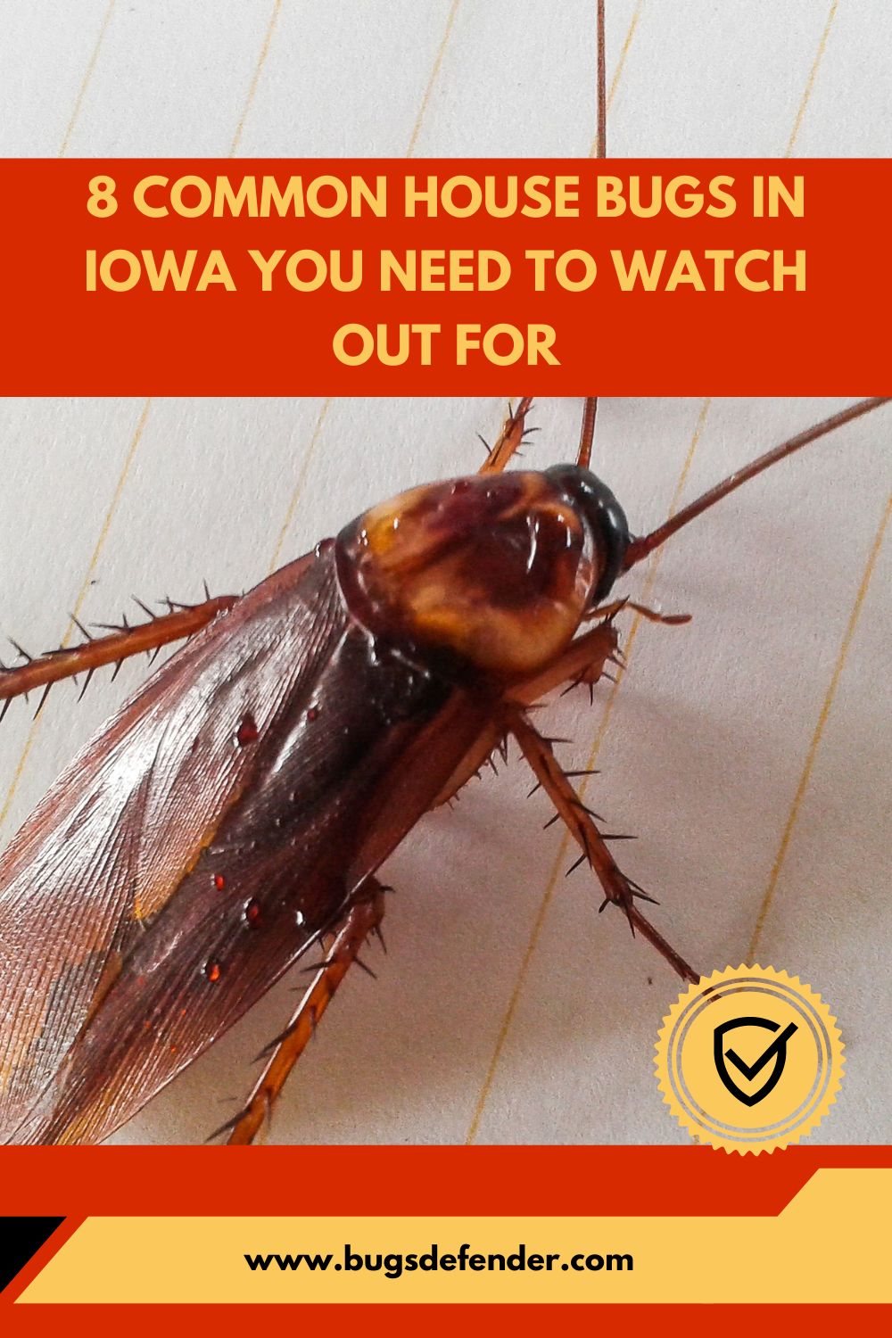 8 Common House Bugs In Iowa You Need To Watch Out For pin1