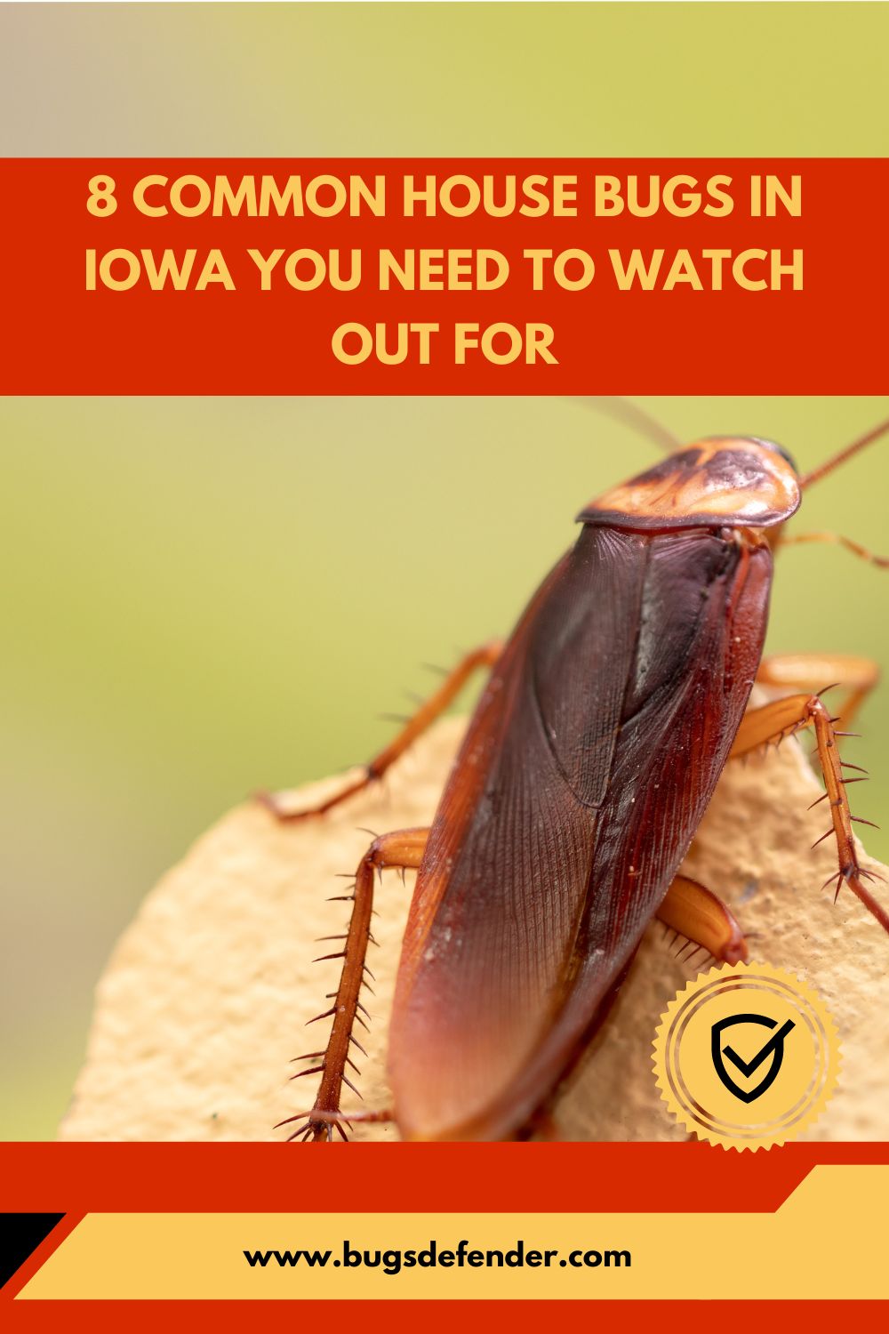 8 Common House Bugs In Iowa You Need To Watch Out For pin2