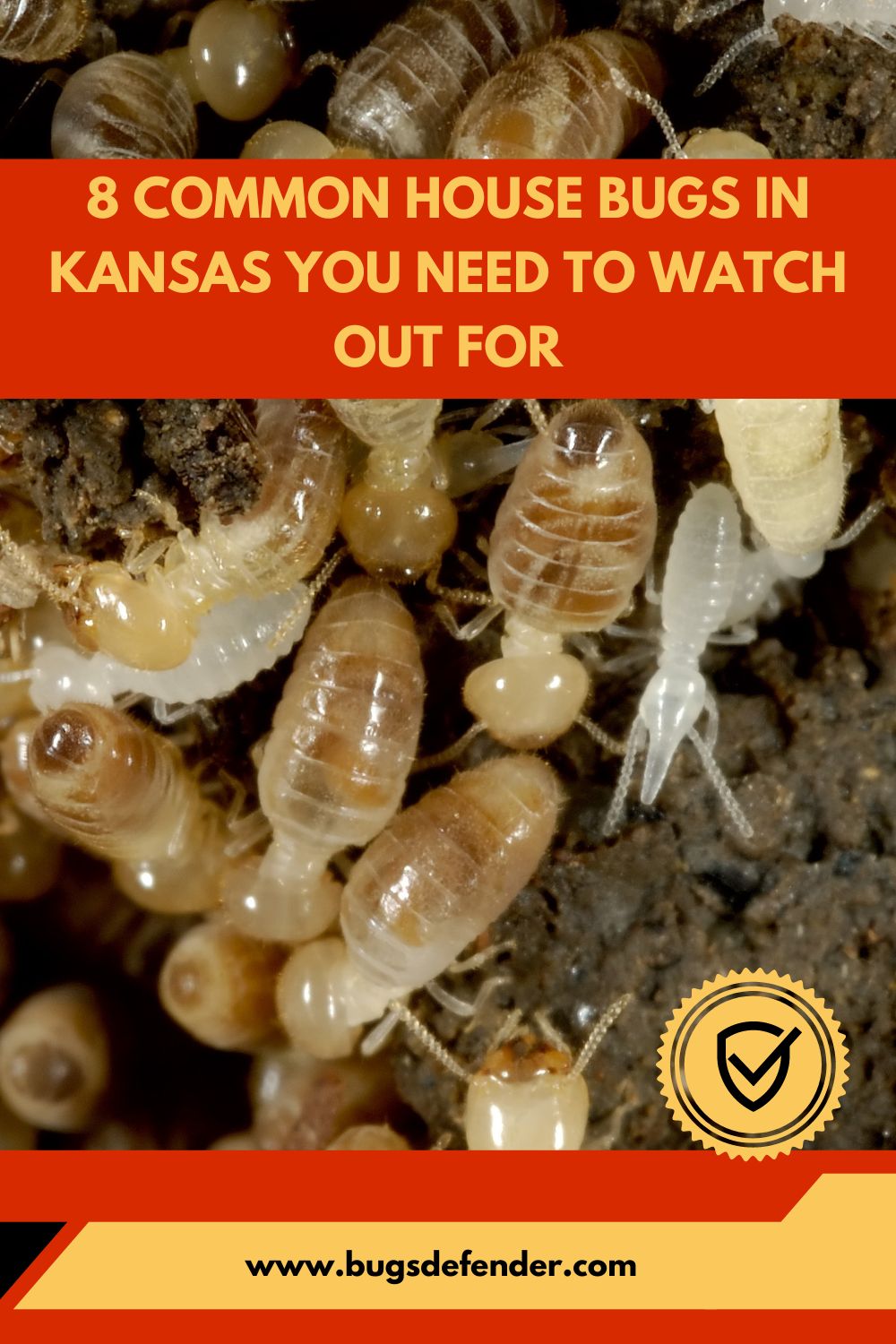 8 Common House Bugs In Kansas You Need To Watch Out For pin1