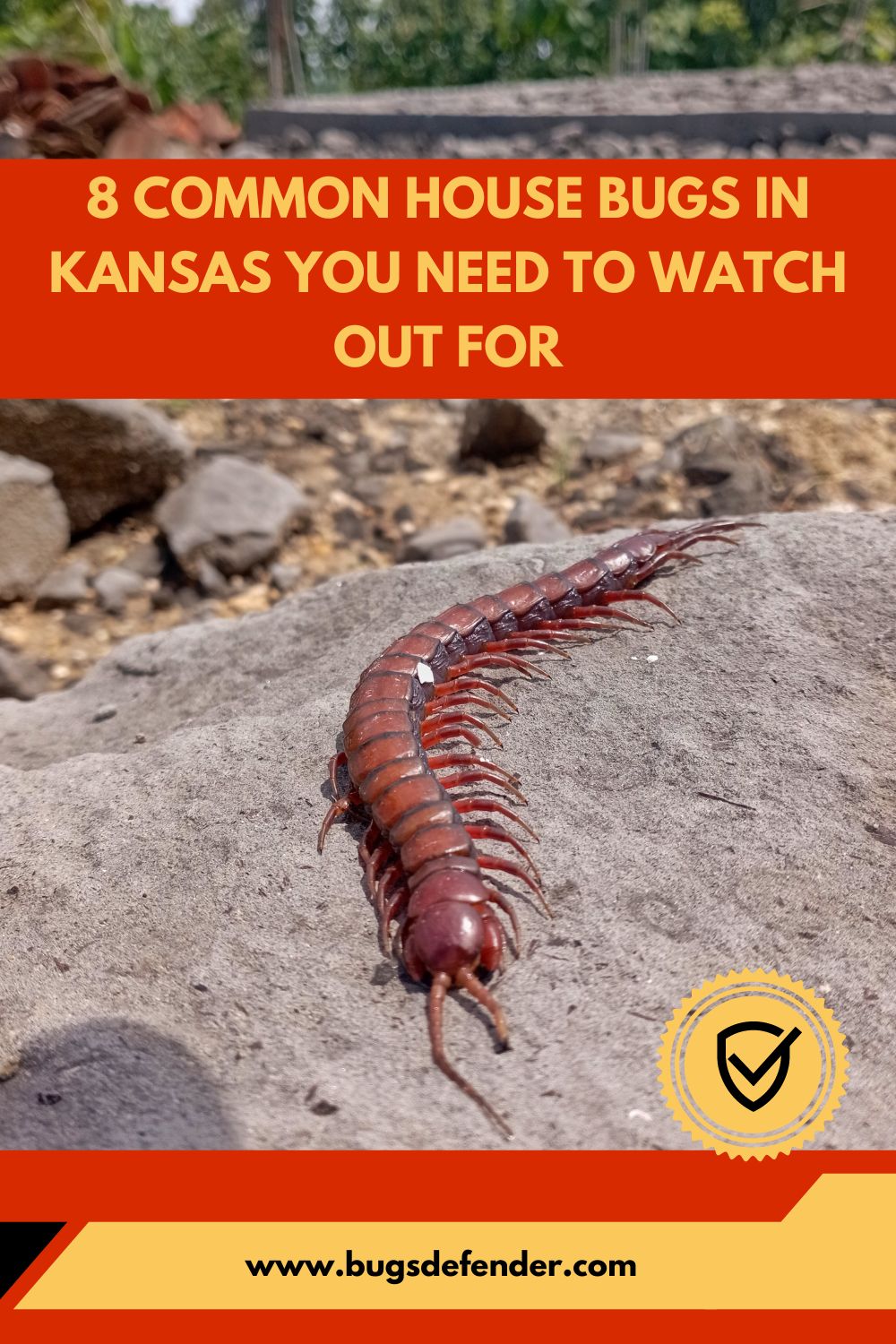 8 Common House Bugs In Kansas You Need To Watch Out For pin2