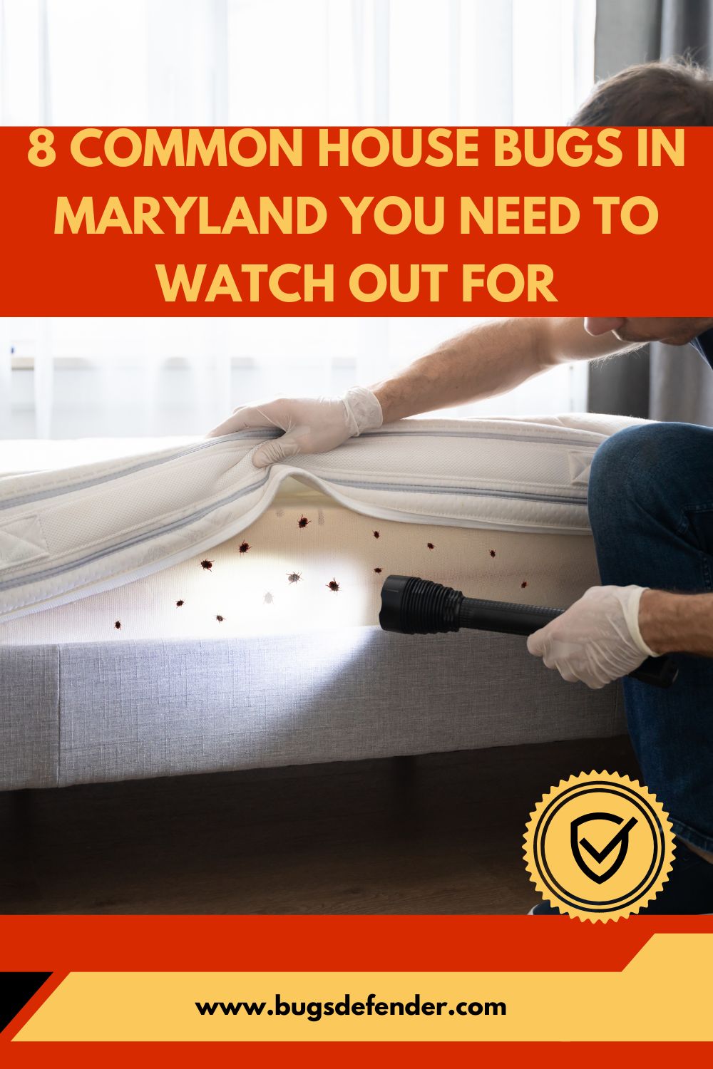 8 Common House Bugs In Maryland You Need To Watch Out For pin 2