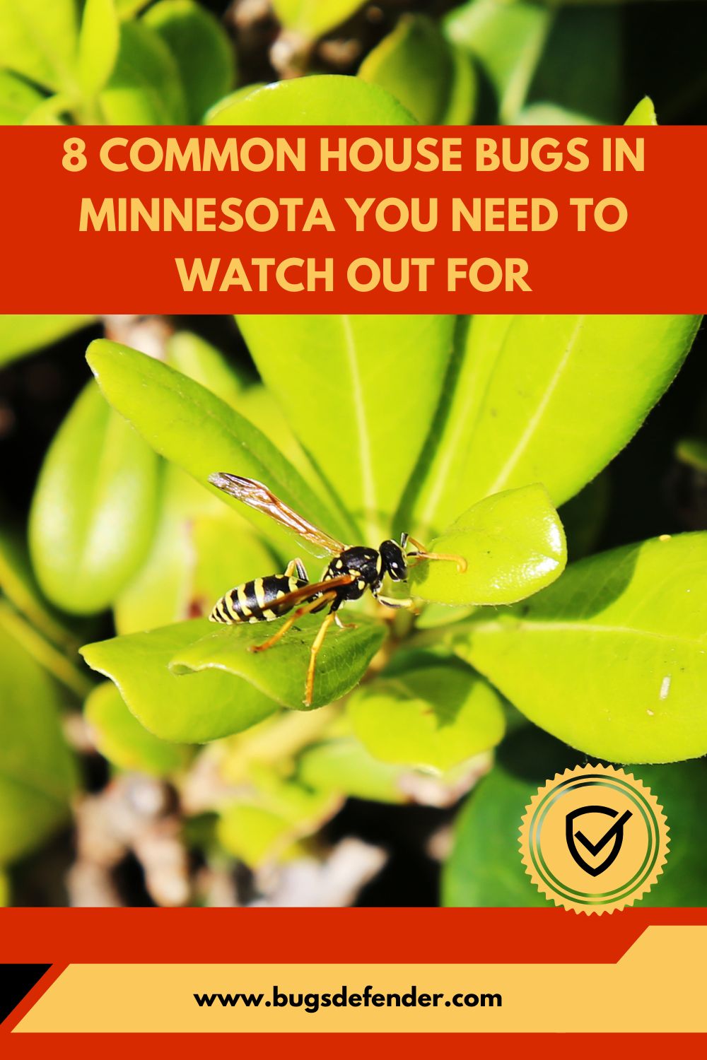 8 Common House Bugs In Minnesota You Need To Watch Out For pin1