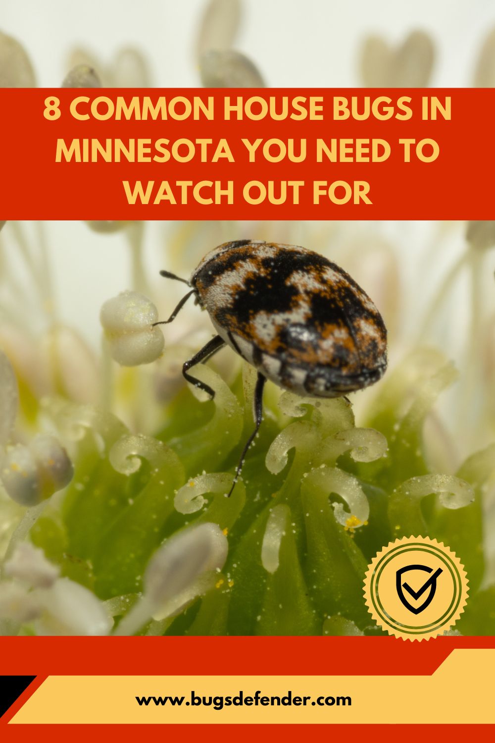 8 Common House Bugs In Minnesota You Need To Watch Out For pin2