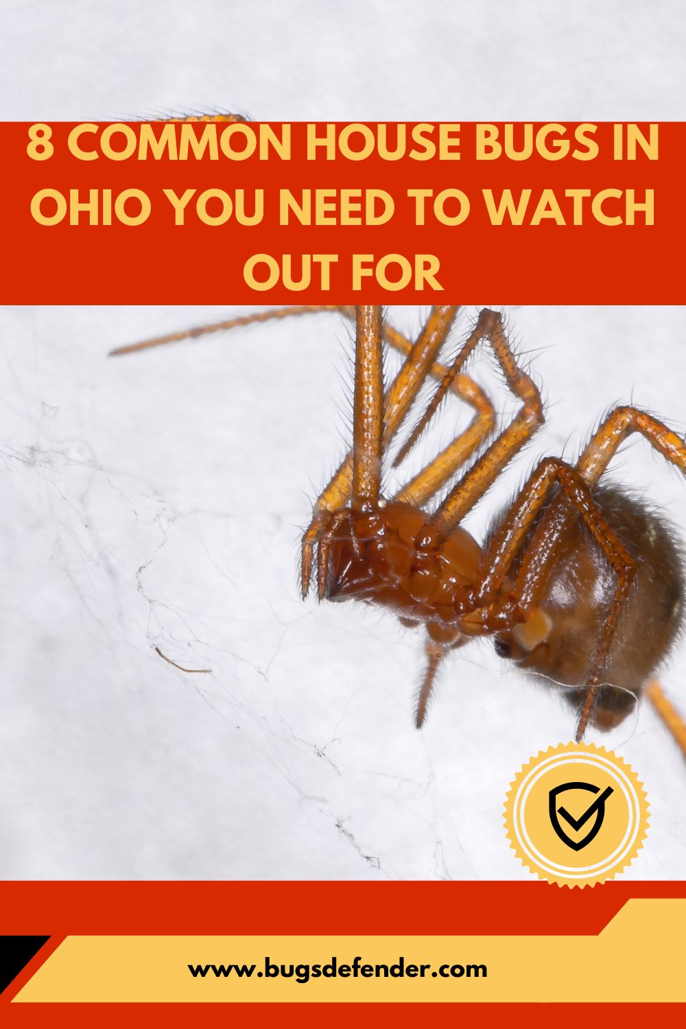 8 Common House Bugs In Ohio You Need To Watch Out For pin 2