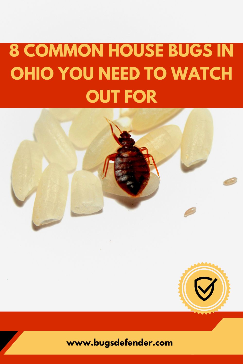8 Common House Bugs In Ohio You Need To Watch Out For pin