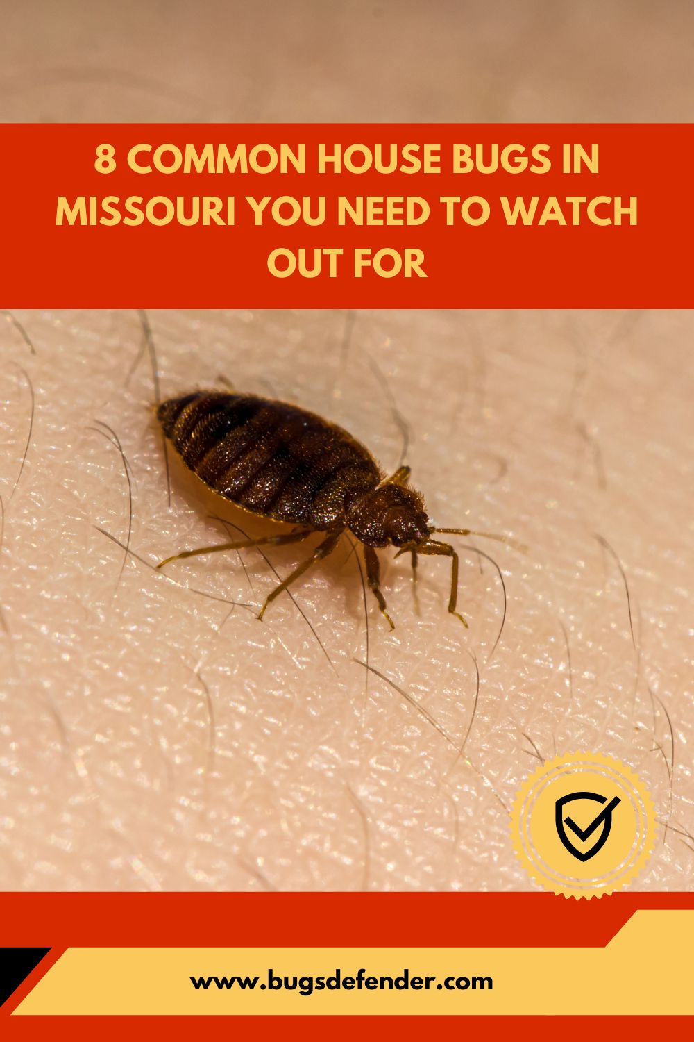 8 Common House Bugs in Missouri You Need To Watch Out For pin1