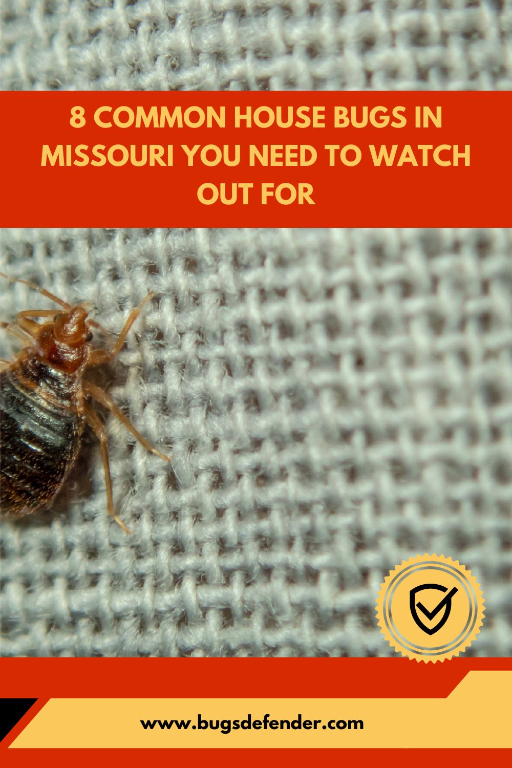 8 Common House Bugs in Missouri You Need To Watch Out For pin2