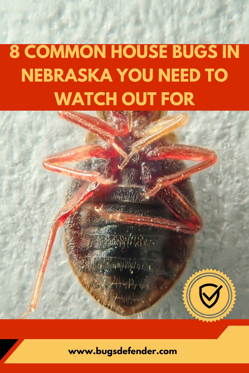 8 Common House Bugs in Nebraska You Need To Watch Out For pin 1