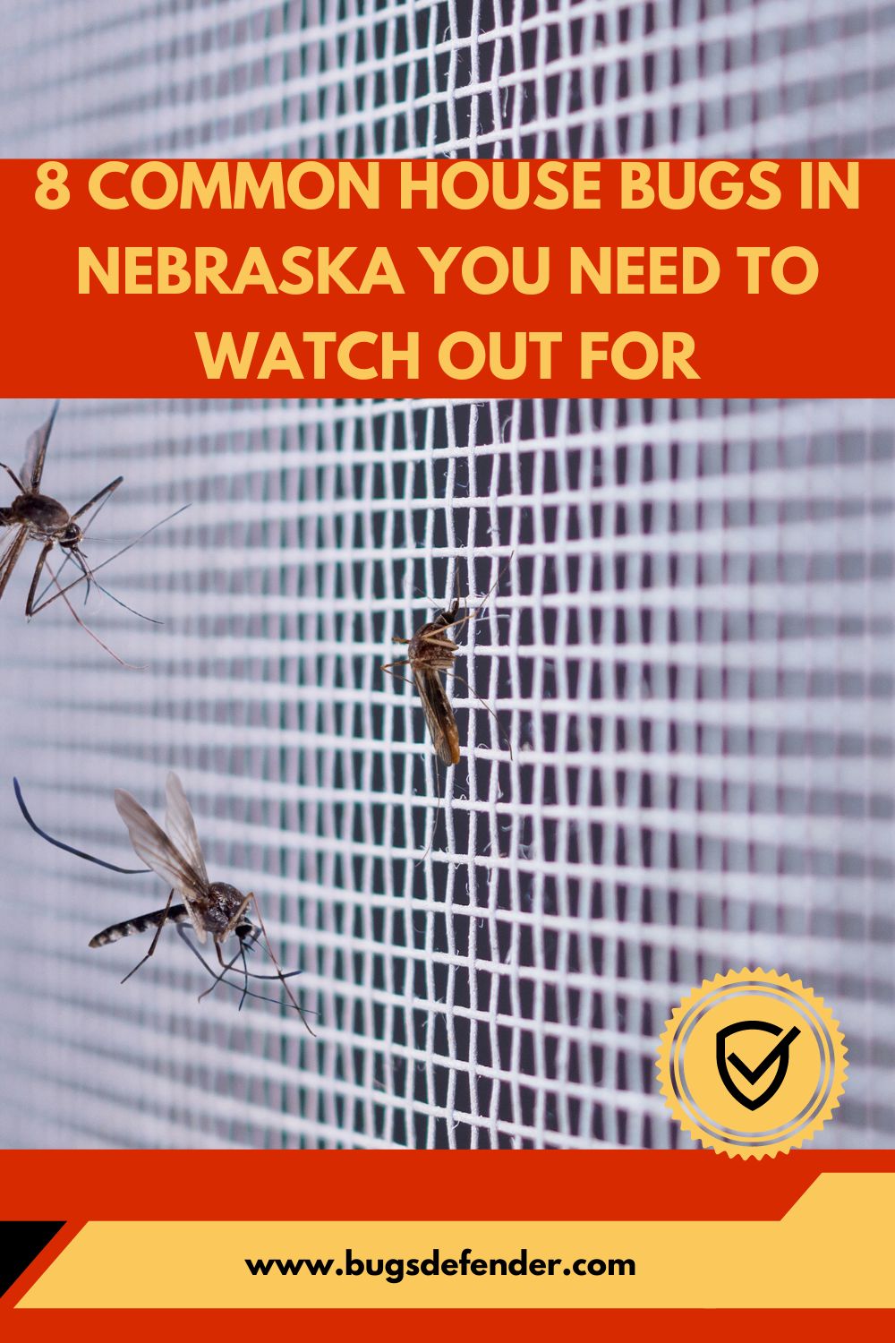 8 Common House Bugs in Nebraska You Need To Watch Out For pin 2