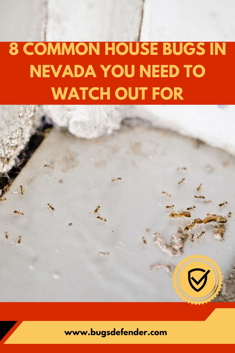 8 Common House Bugs in Nevada You Need To Watch Out For pin 1