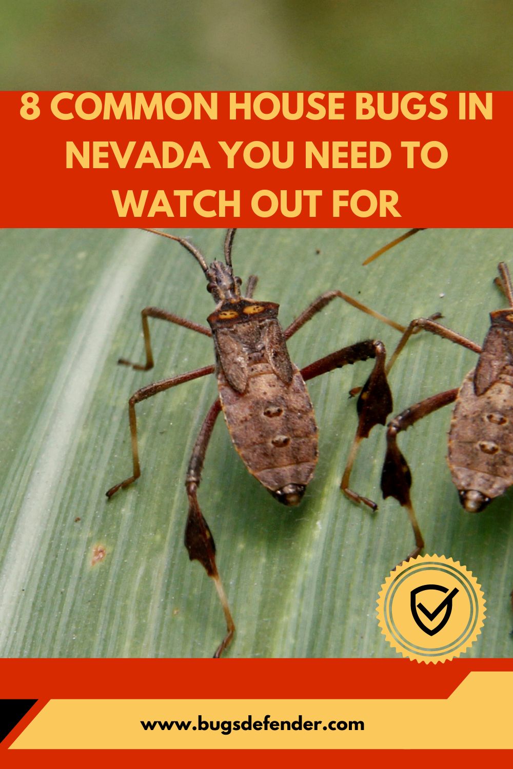 8 Common House Bugs in Nevada You Need To Watch Out For pin 2