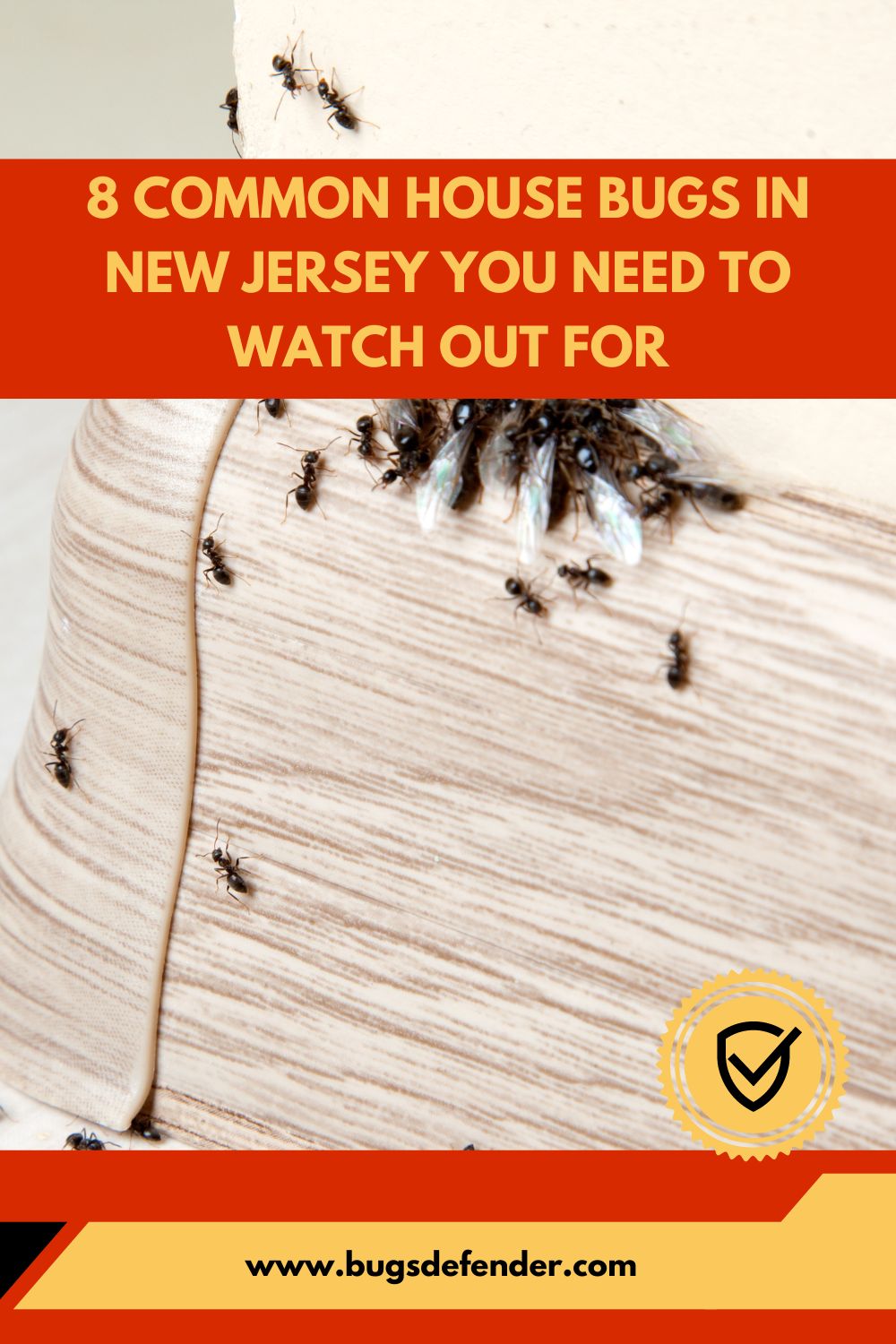 8 Common House Bugs in New Jersey You Need To Watch Out For pin 2