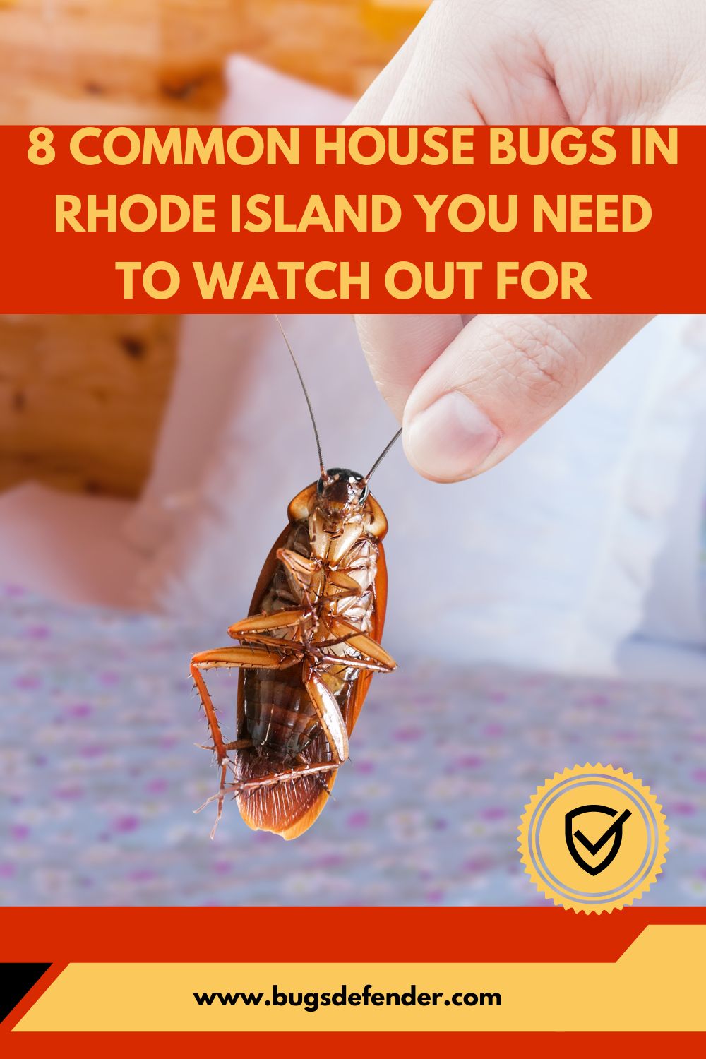 8 Common House Bugs in Rhode Island You Need To Watch Out For pin 1