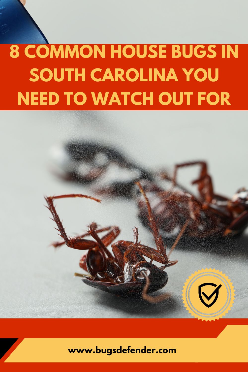 8 Common House Bugs in South Carolina You Need To Watch Out For pin 2