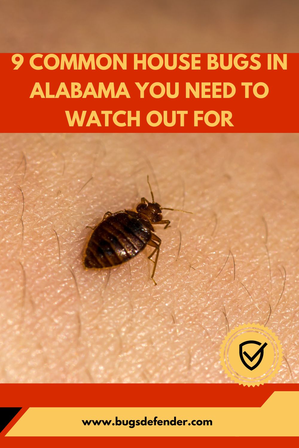 9 Common House Bugs In Alabama You Need To Watch Out For pin 1