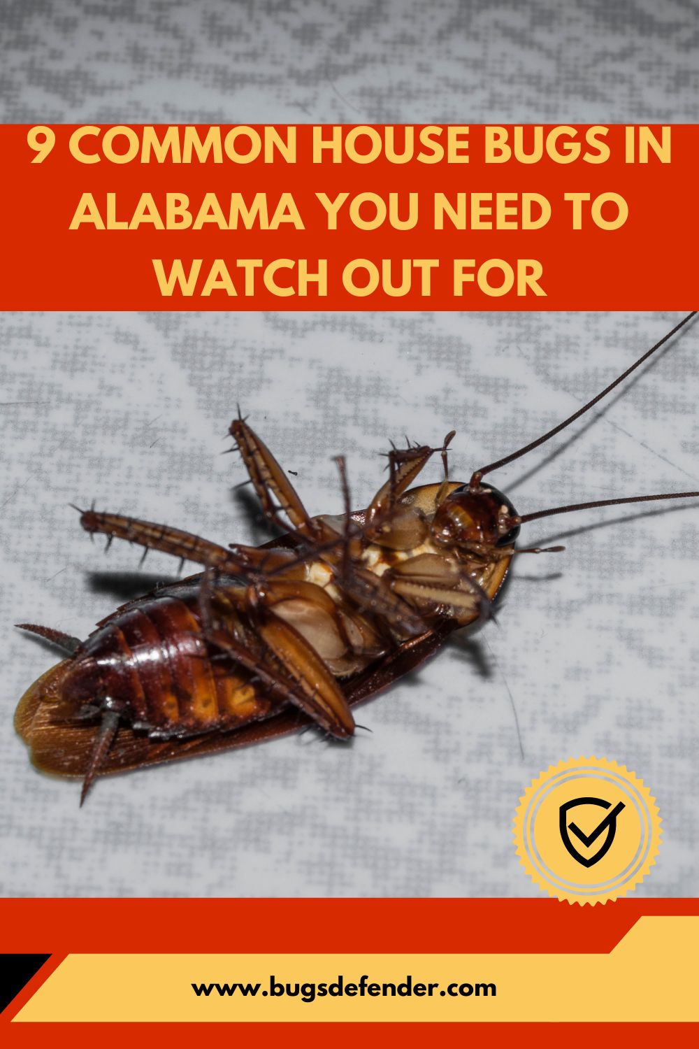 9 Common House Bugs In Alabama You Need To Watch Out For pin 2