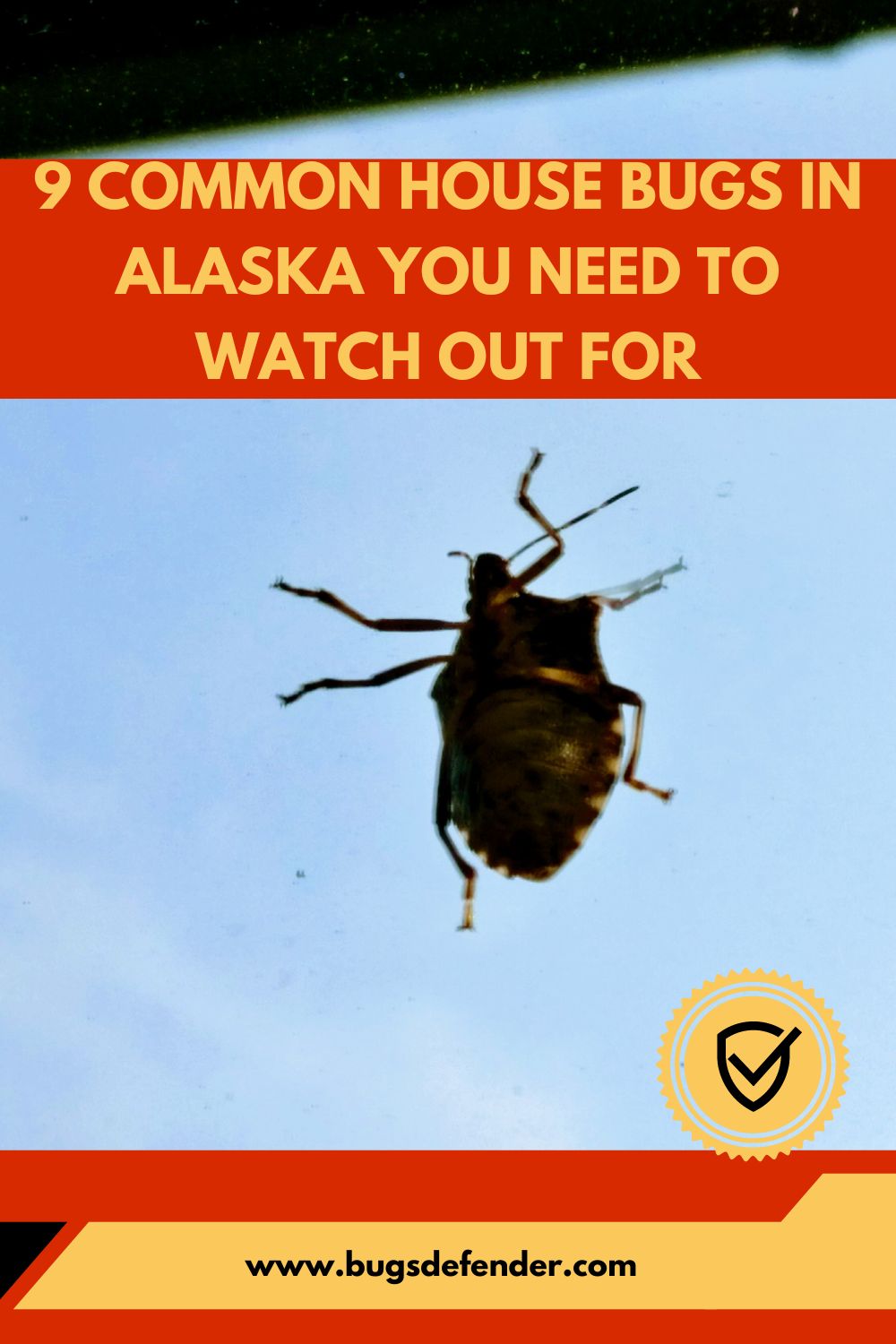 9 Common House Bugs In Alaska You Need To Watch Out For pin 2