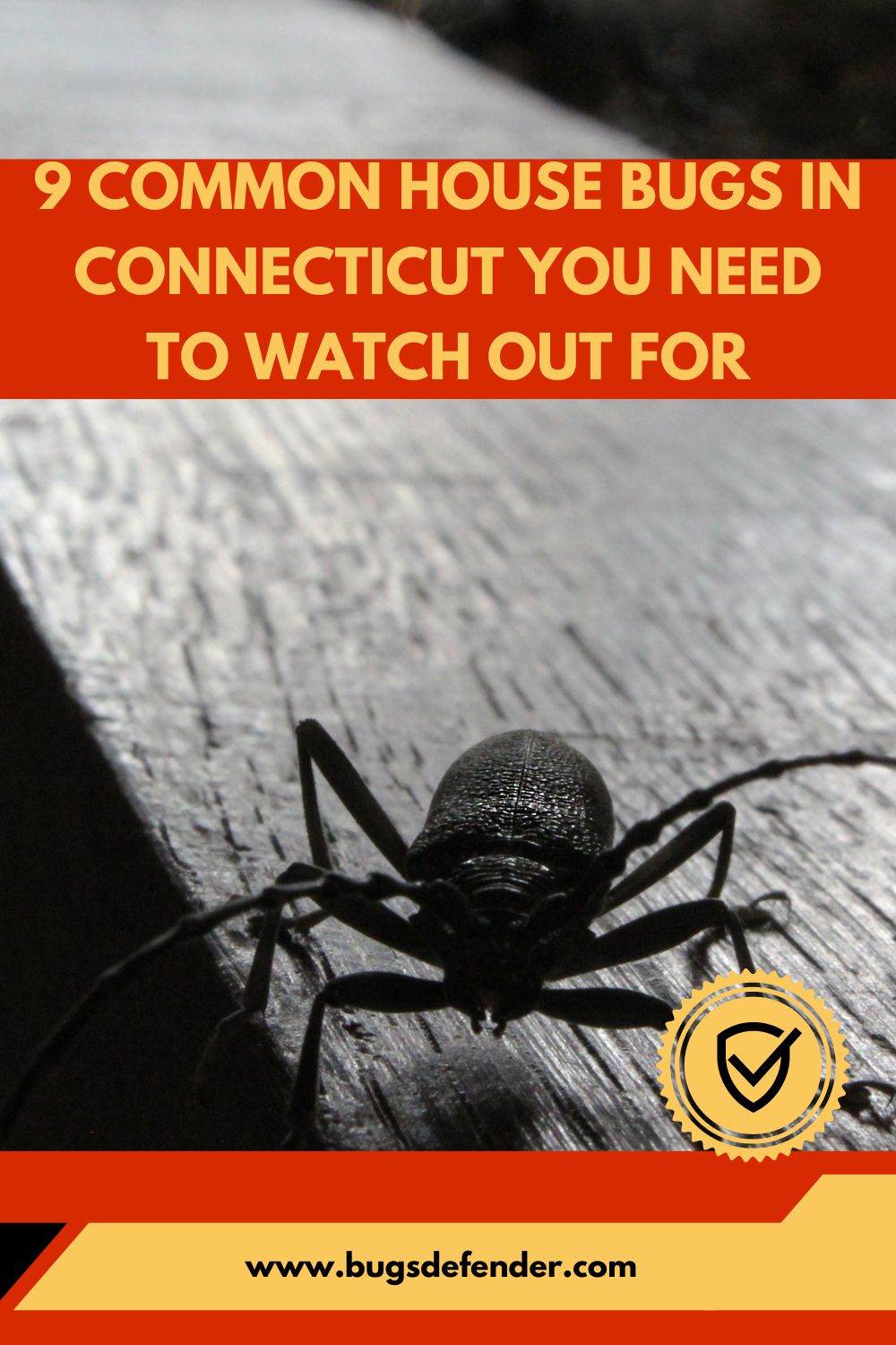 9 Common House Bugs In Connecticut You Need To Watch Out For pin 1