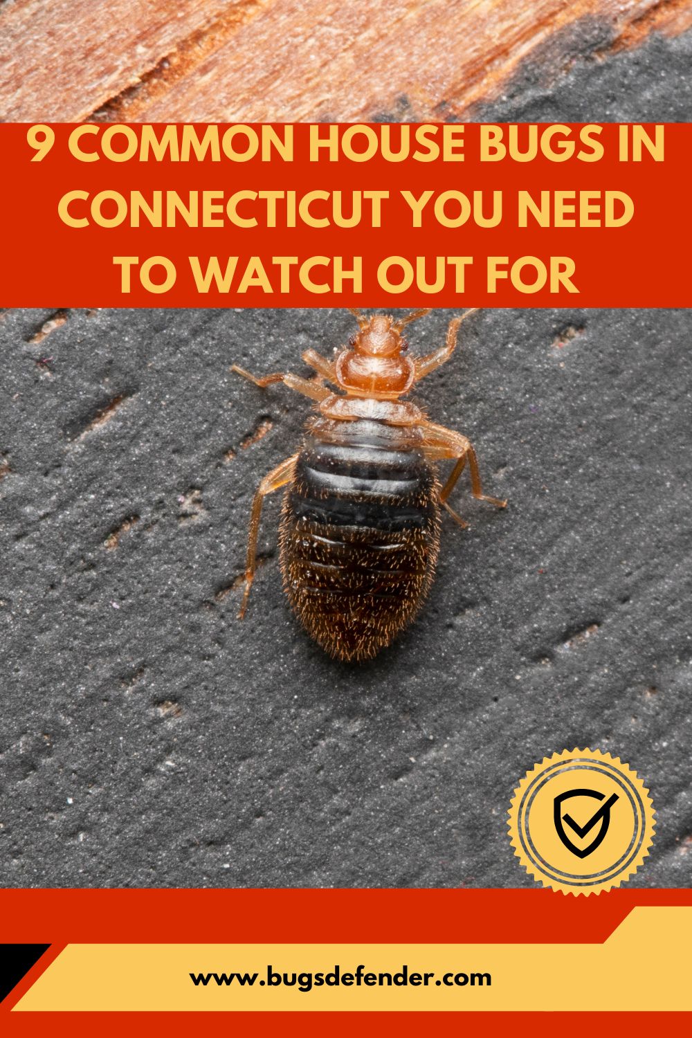 9 Common House Bugs In Connecticut You Need To Watch Out For pin 2