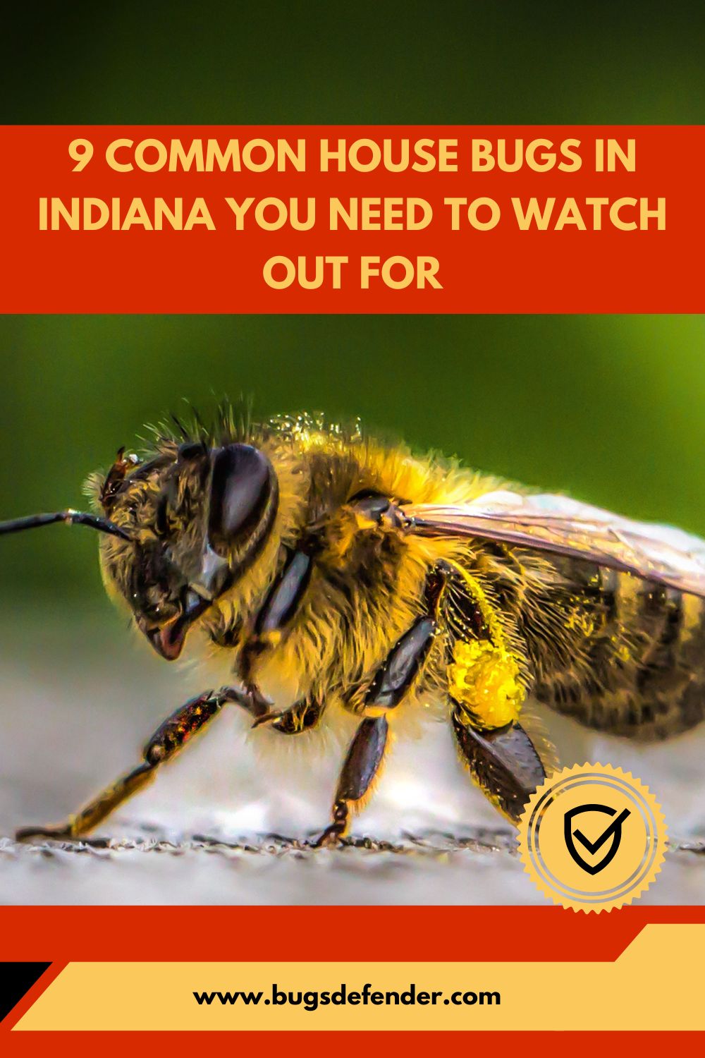 9 Common House Bugs In Indiana You Need To Watch Out For pin1