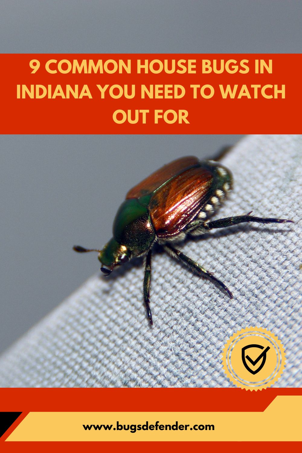 9 Common House Bugs In Indiana You Need To Watch Out For pin2