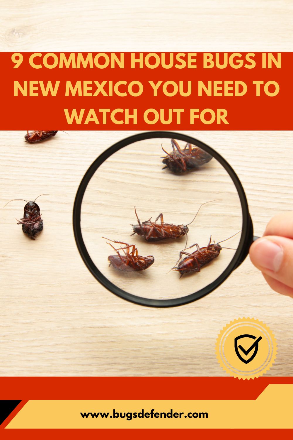 9 Common House Bugs In New Mexico You Need To Watch Out For pin 2