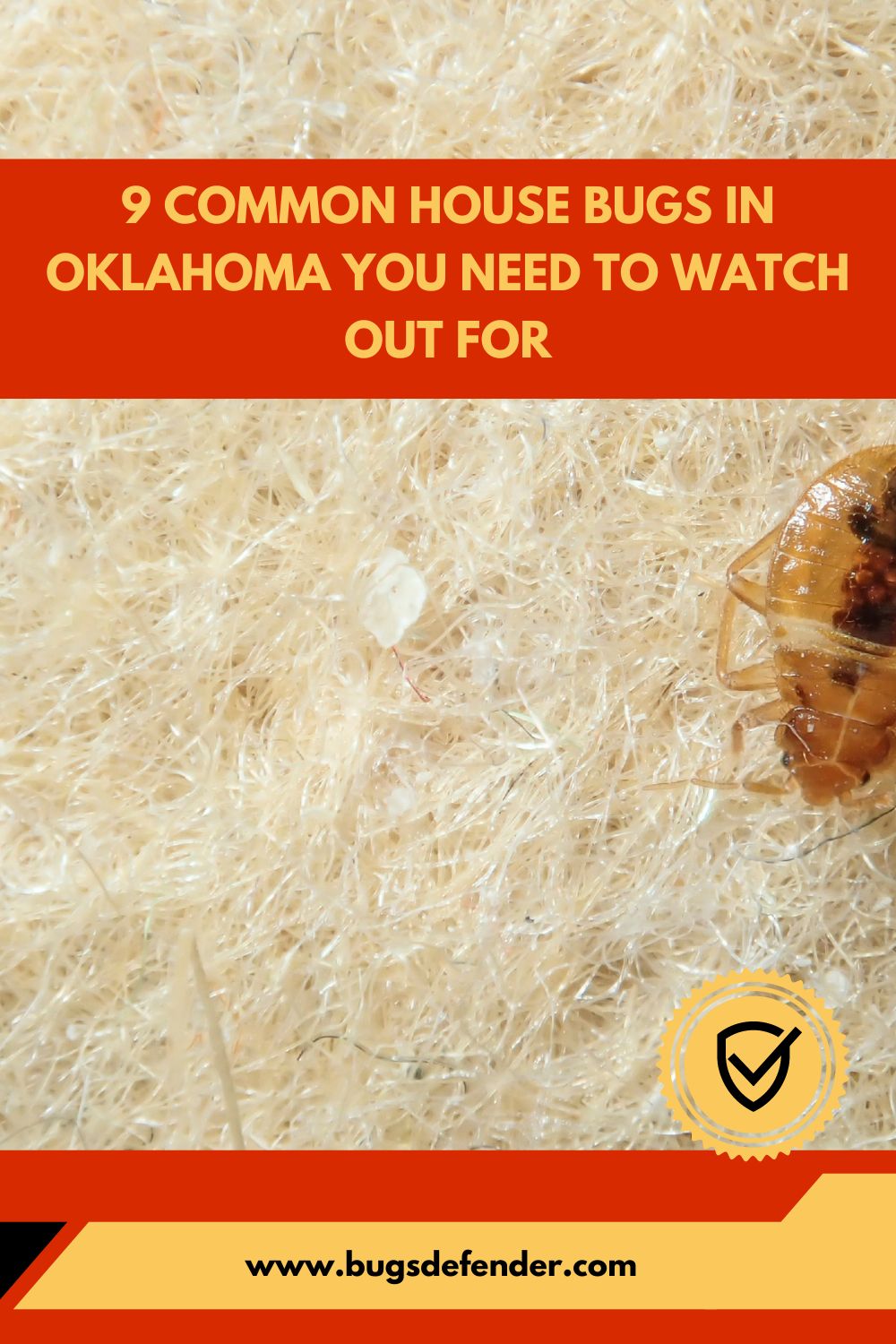 9 Common House Bugs In Oklahoma You Need To Watch Out For pin2