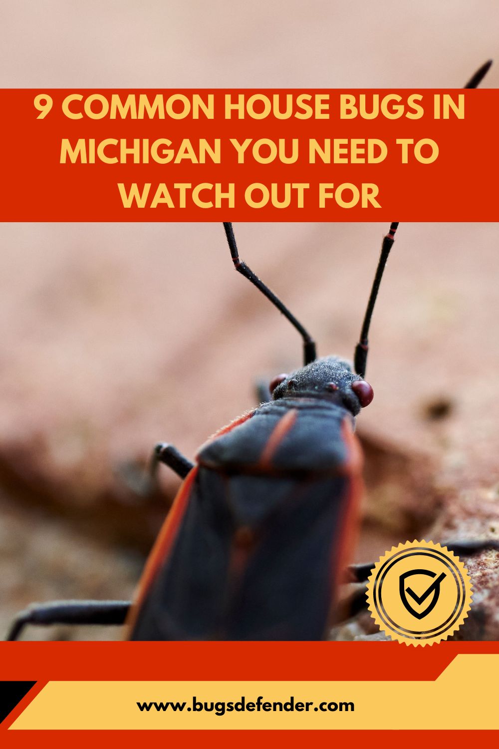 9 Common House Bugs in Michigan You Need To Watch Out For pin2