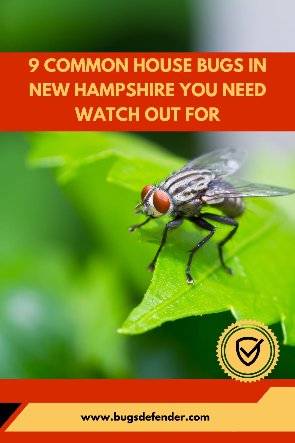 9 Common House Bugs in New Hampshire You Need Watch Out For pin1