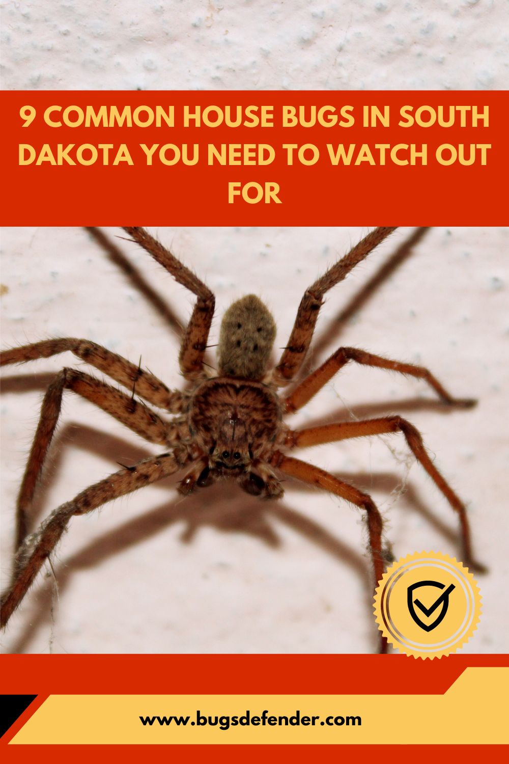 9 Common House Bugs in South Dakota You Need To Watch Out For pin1