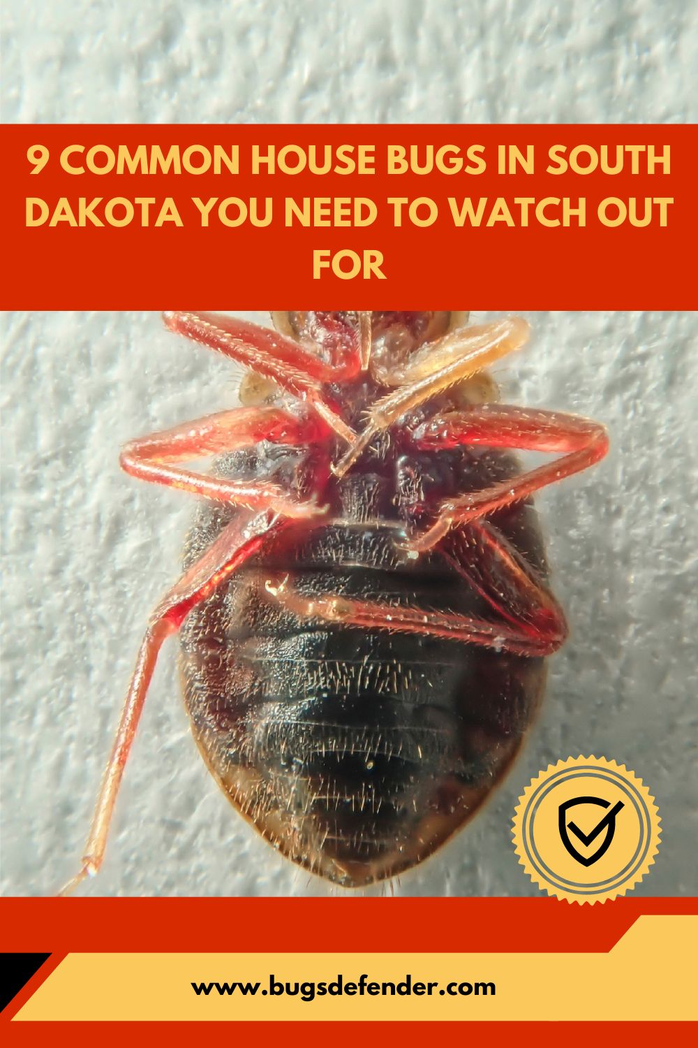 9 Common House Bugs in South Dakota You Need To Watch Out For pin2