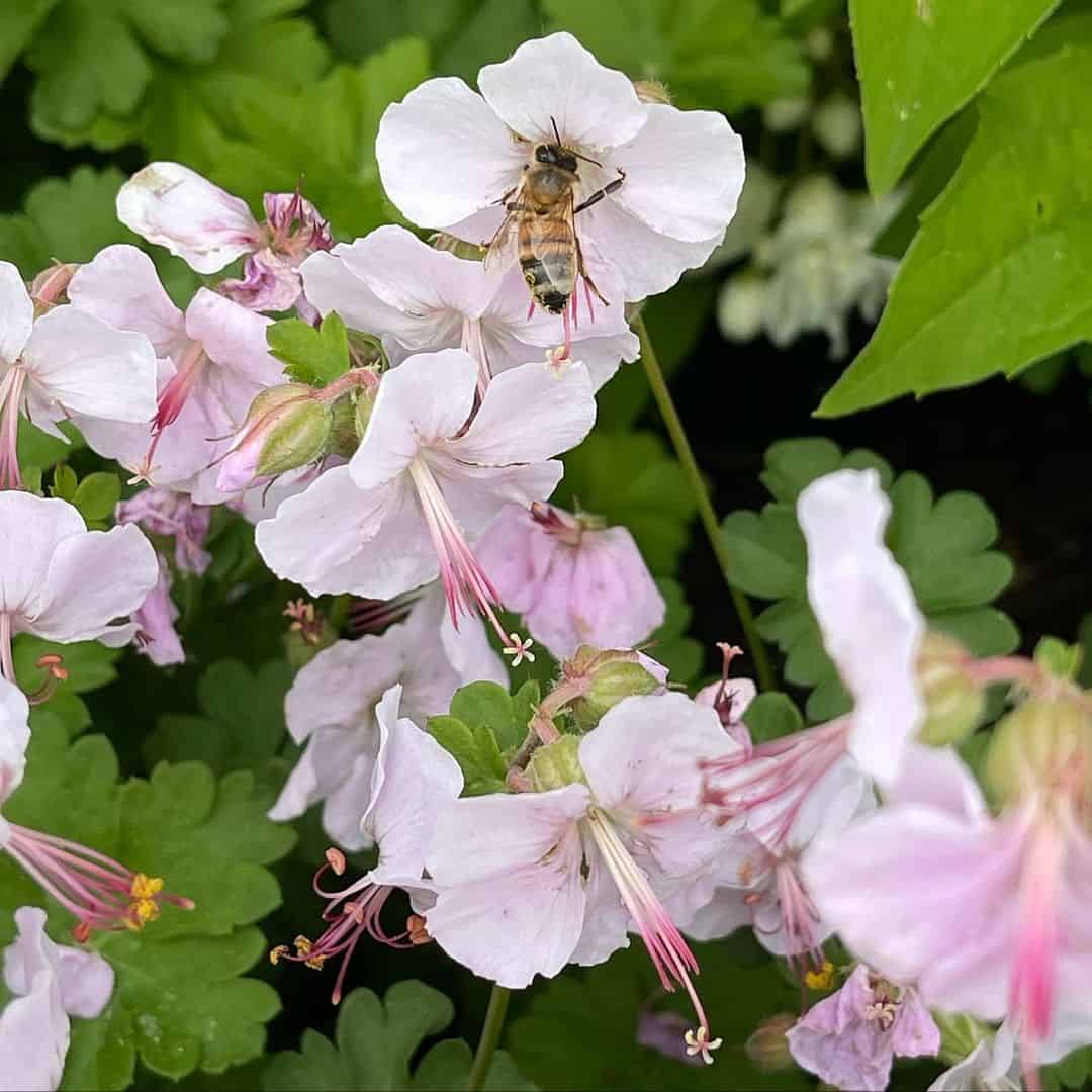 9 Tested and Trusted Smells that Will Keep Bees Away1