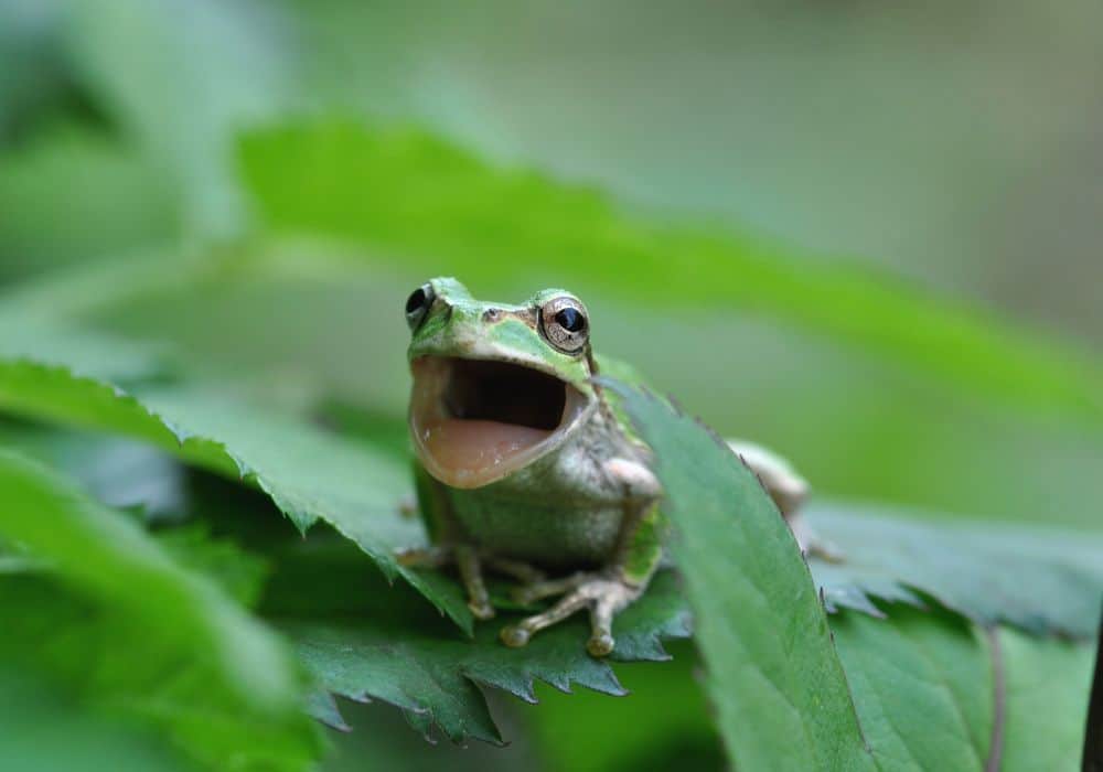 9 Ways to Get Frogs to Shut Up and Keep the Noise Down1