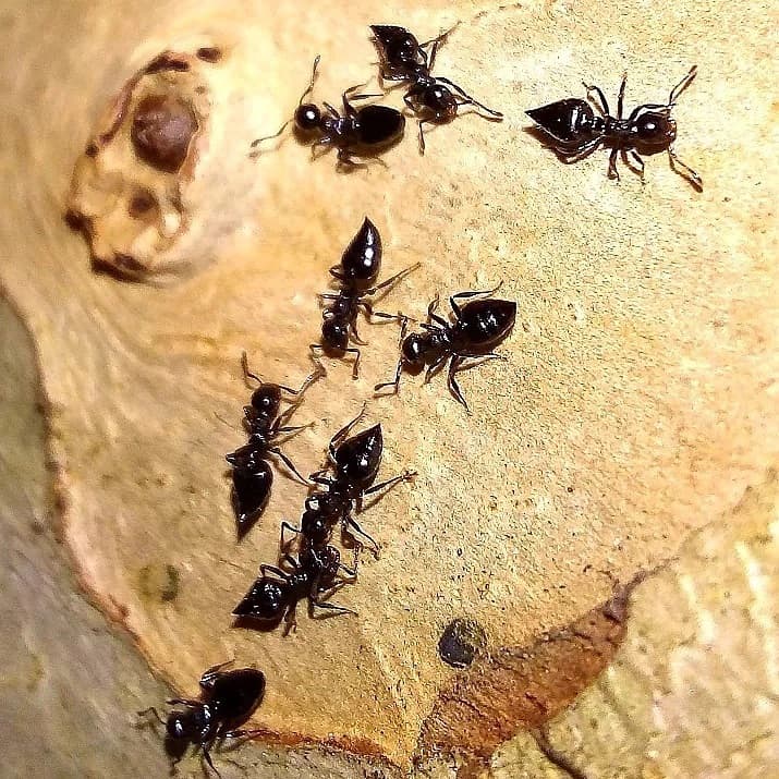 Acrobat Ants 1