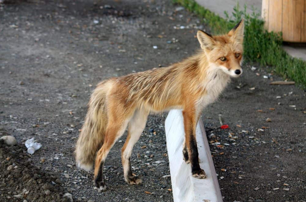 Additional Tips to Repel Foxes1
