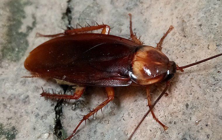 American Cockroach 1