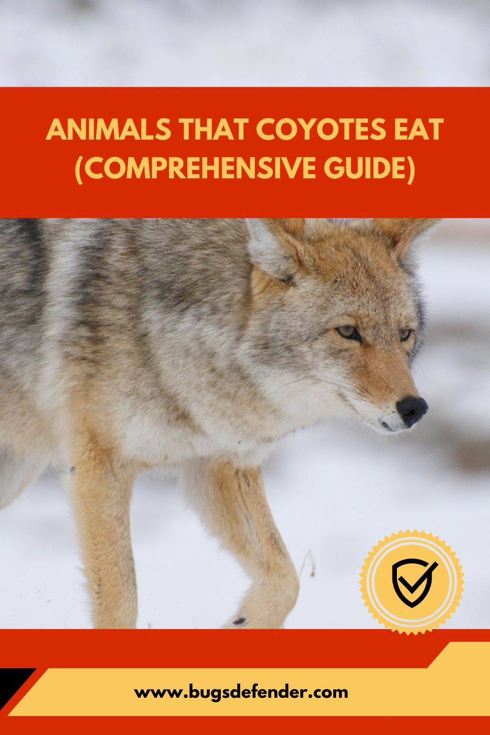 Animals That Coyotes Eat (Comprehensive Guide)pin1