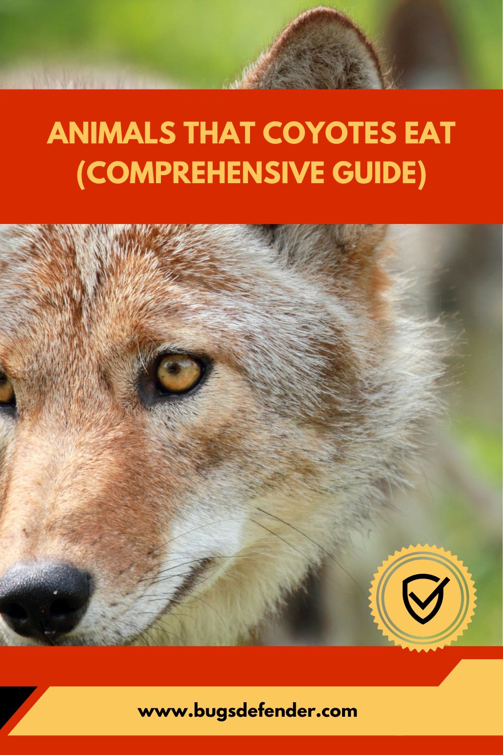 Animals That Coyotes Eat (Comprehensive Guide)pin2