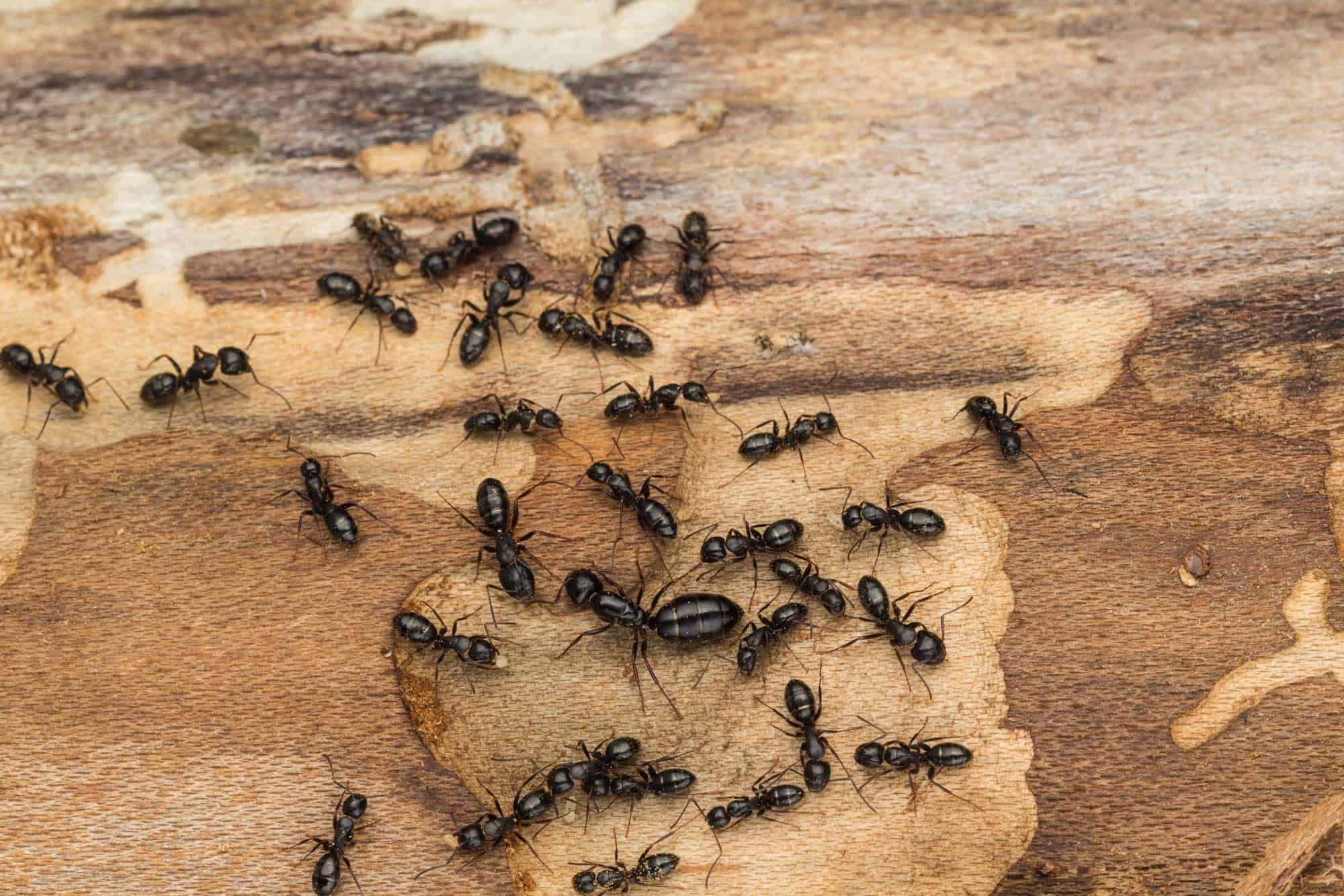 Ants-and-Termites1