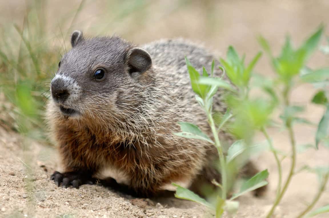 Are-Woodchucks-and-Groundhogs-the-Same-Thing1