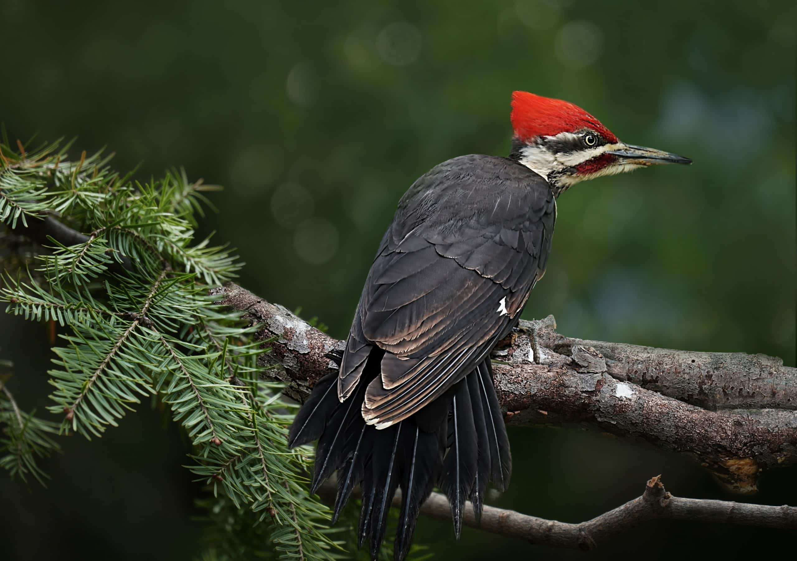 Are Woodpeckers Nocturnal or Diurnal Birds 1