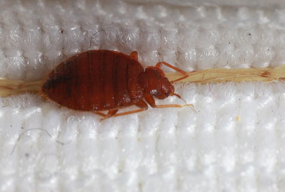 Bed Bugs 1