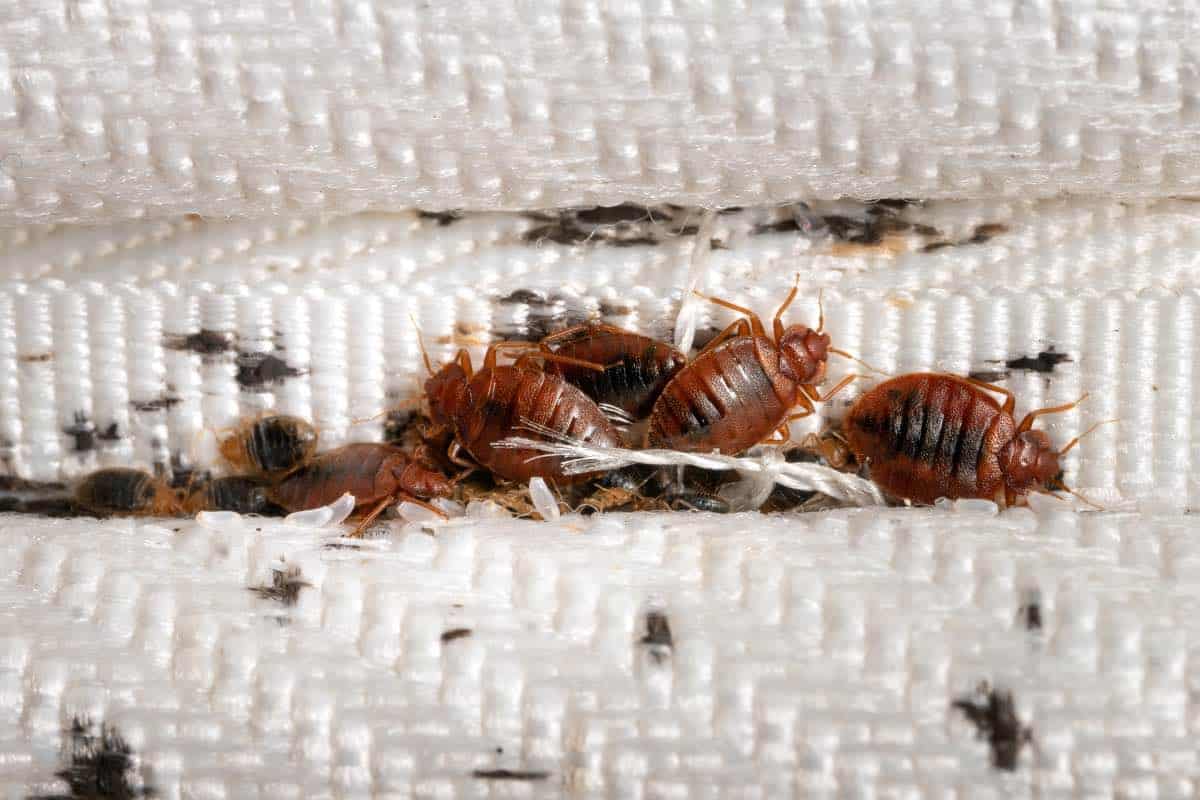 Bed-Bugs1