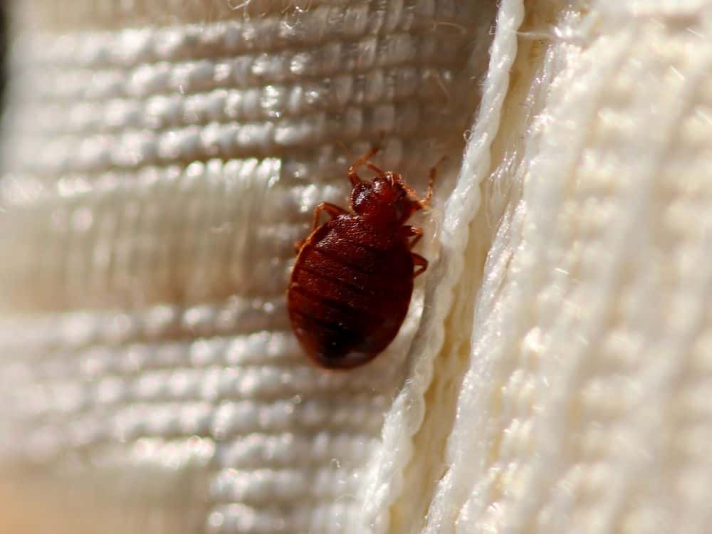 Bed-bugs1